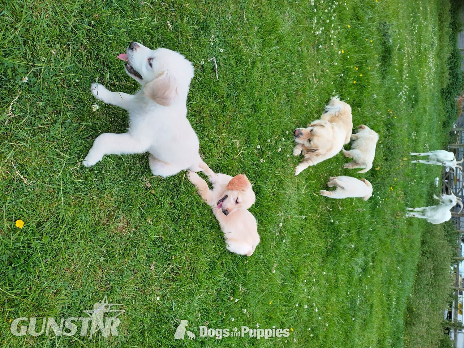  Golden Retriever puppies,vet checked and first vaccination ready 