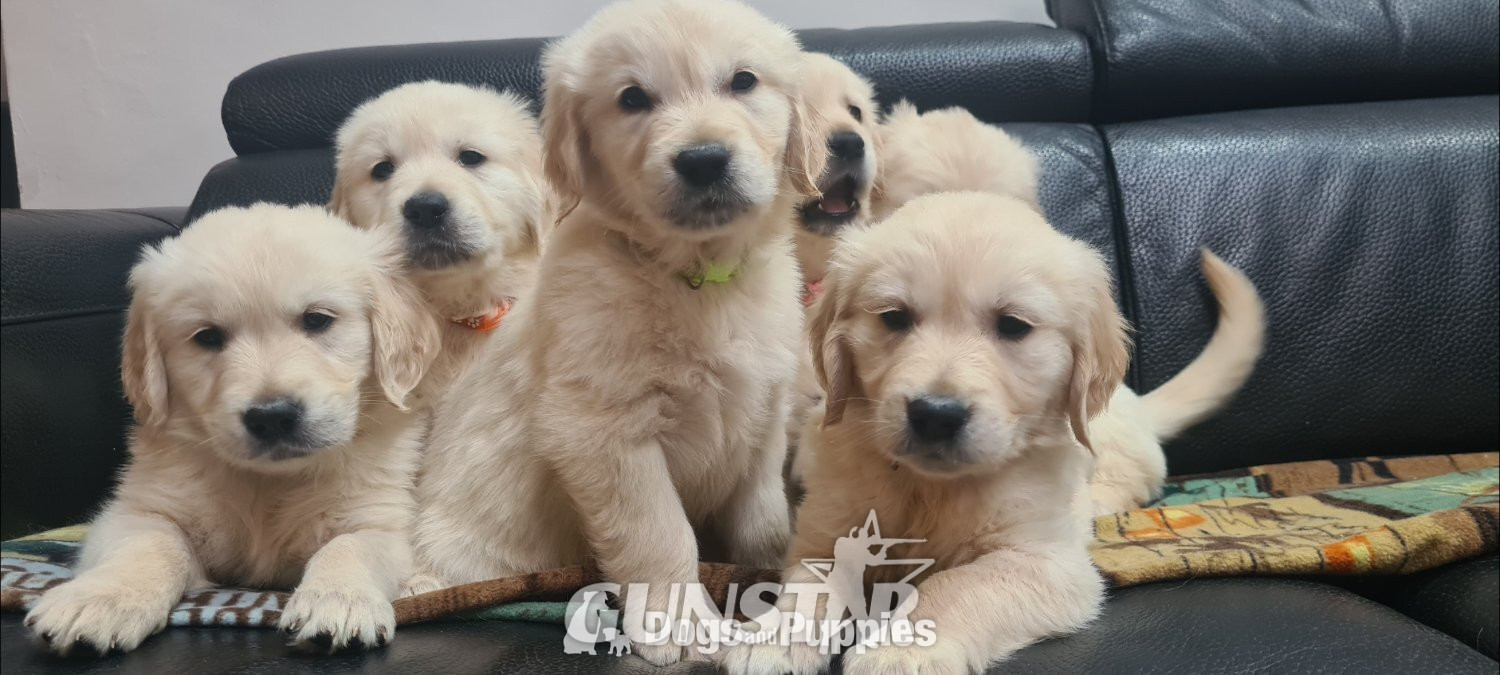{CATEGORY} - Beautiful Golden Retriever puppies in 