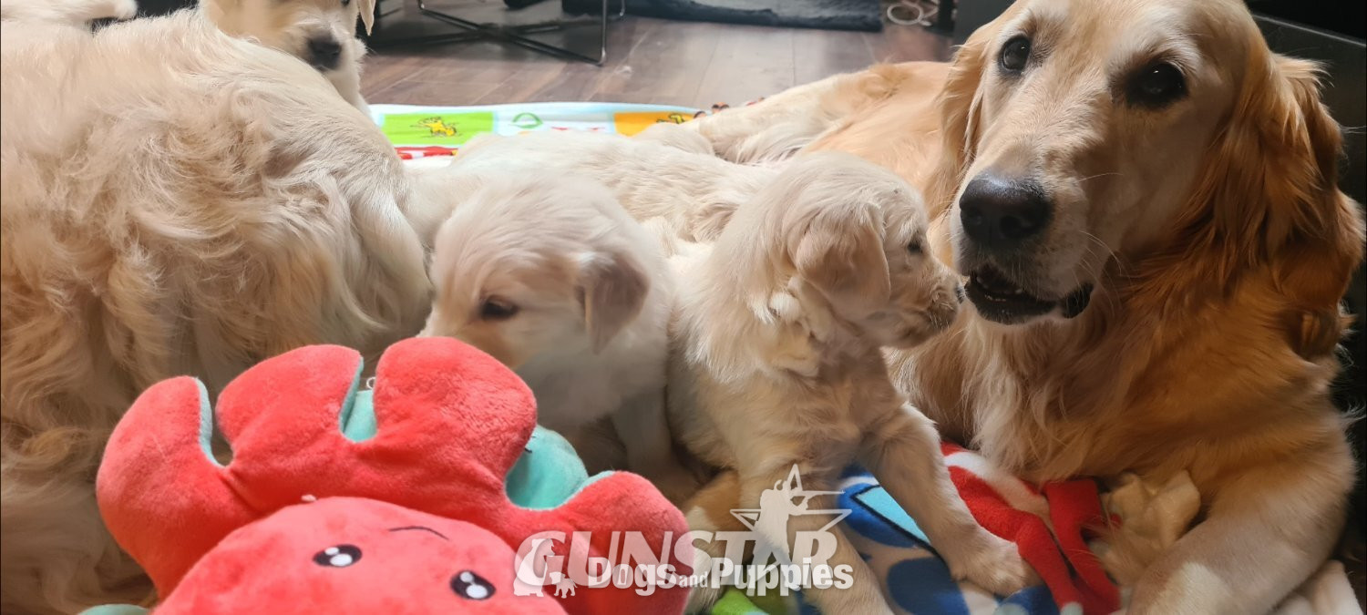 {CATEGORY} - Beautiful Golden Retriever puppies