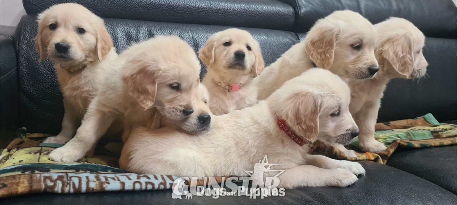  Beautiful Golden Retriever puppies