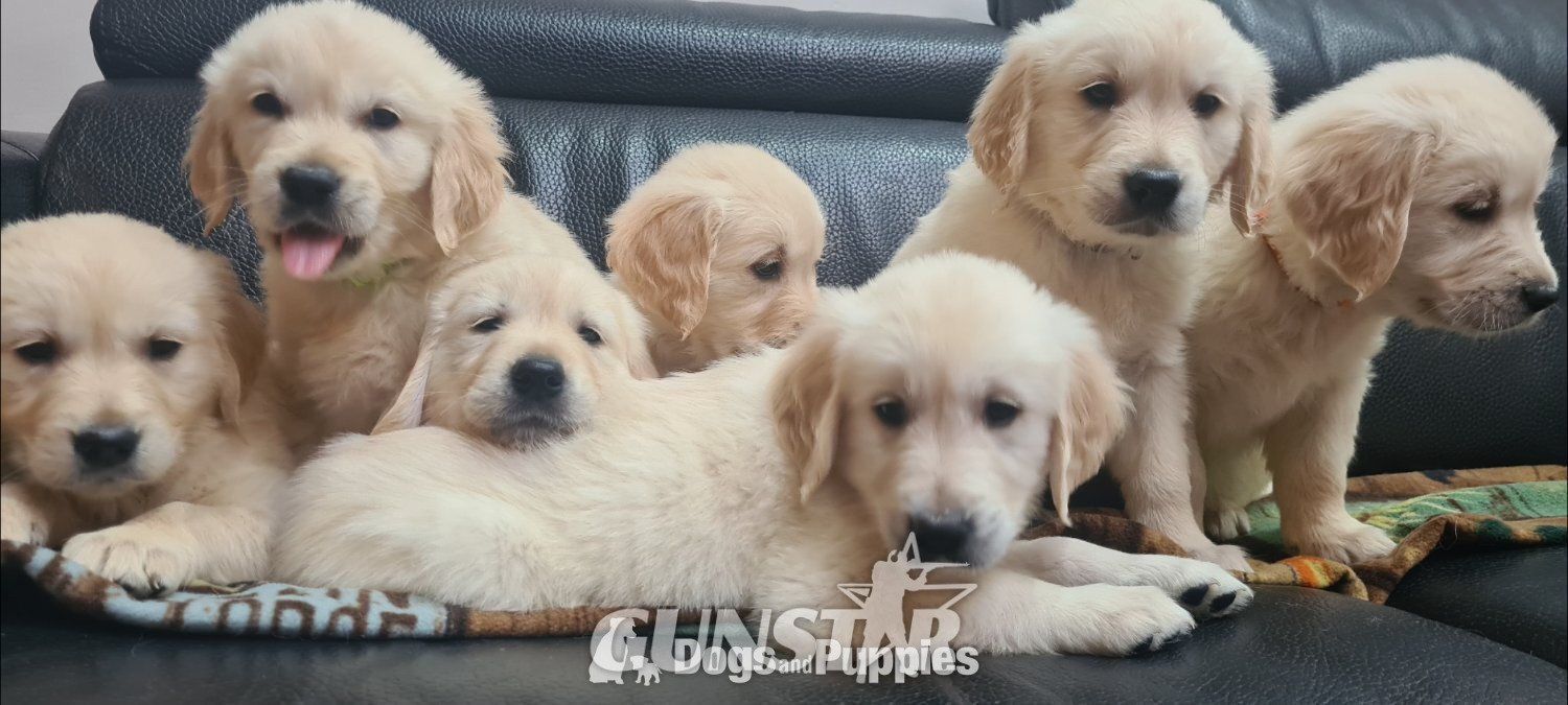 Beautiful Golden Retriever puppies - {CATEGORY} in 