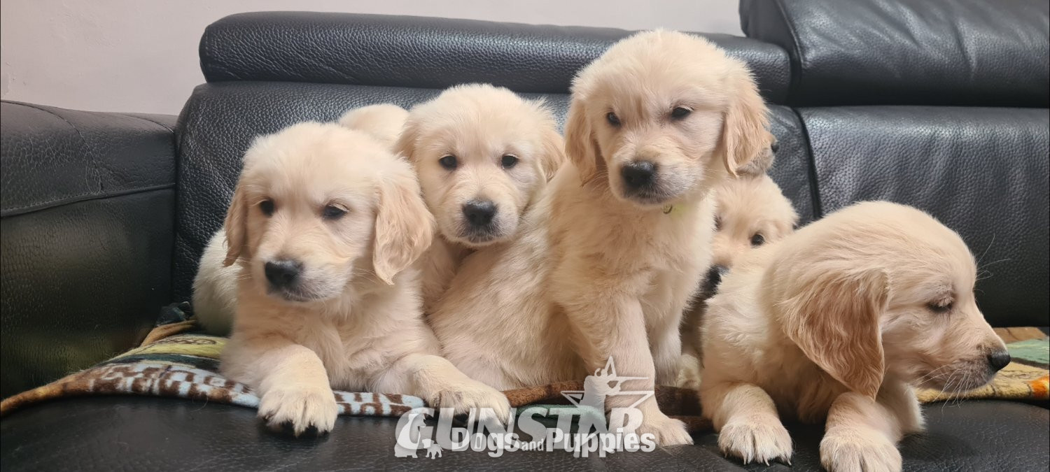Beautiful Golden Retriever puppies