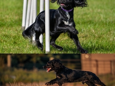 Fully Health Tested Working Cocker Pups