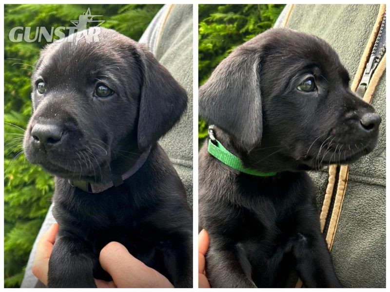  Health tested KC registered, black working Labrador puppies