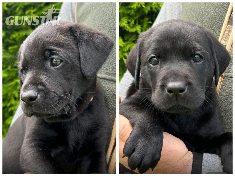 Health tested KC registered, black working Labrador puppies 
