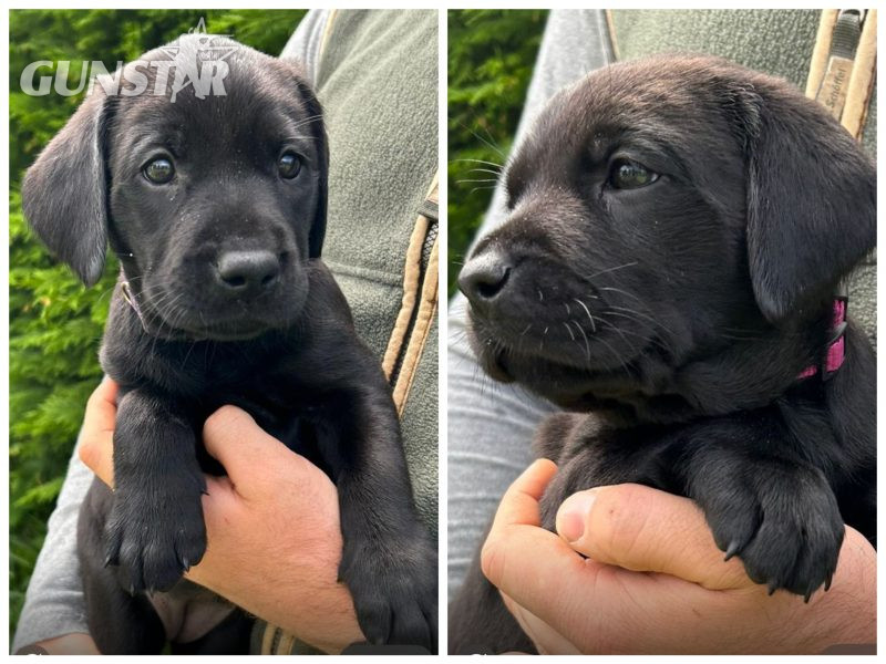 Health tested KC registered, black working Labrador puppies - {CATEGORY}
