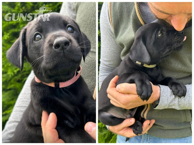 {CATEGORY} - Health tested KC registered, black working Labrador puppies in 