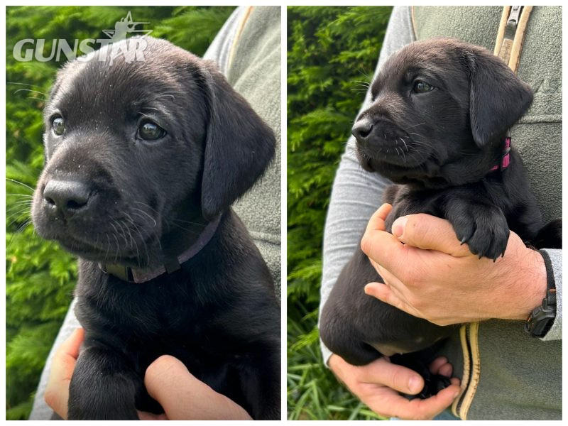 Health tested KC registered, black working Labrador puppies in 