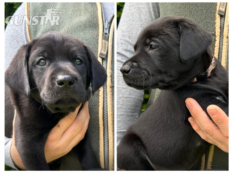 Health tested KC registered, black working Labrador puppies - {CATEGORY} in 