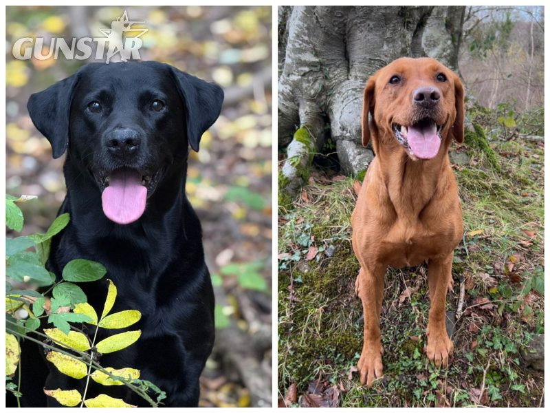 {CATEGORY} - Health tested KC registered, black working Labrador puppies