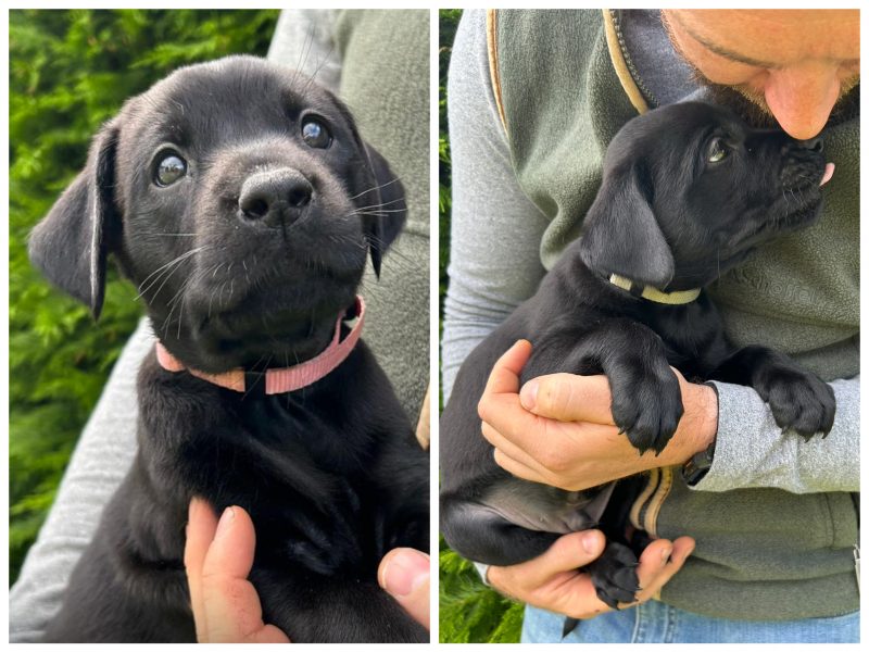 {CATEGORY} - Health tested KC registered, black working Labrador puppies in 