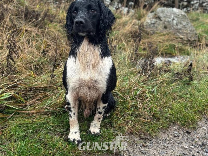 KC English Springer Spaniel puppies - heavily marked