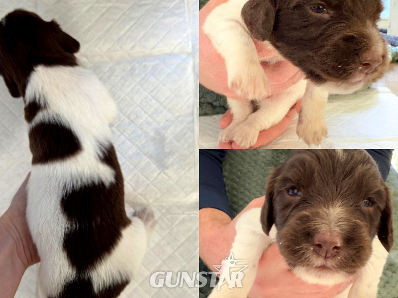 {CATEGORY} - KC English Springer Spaniel puppies - heavily marked