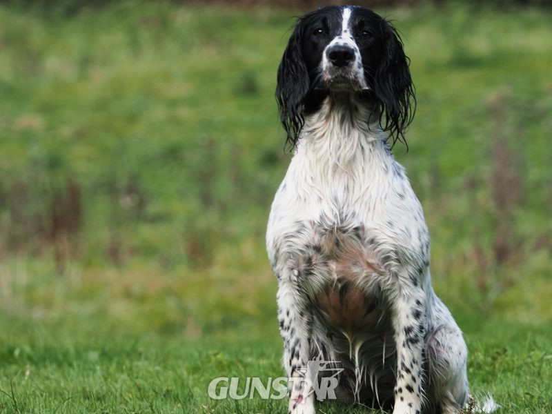 KC English Springer Spaniel puppies - heavily marked in 