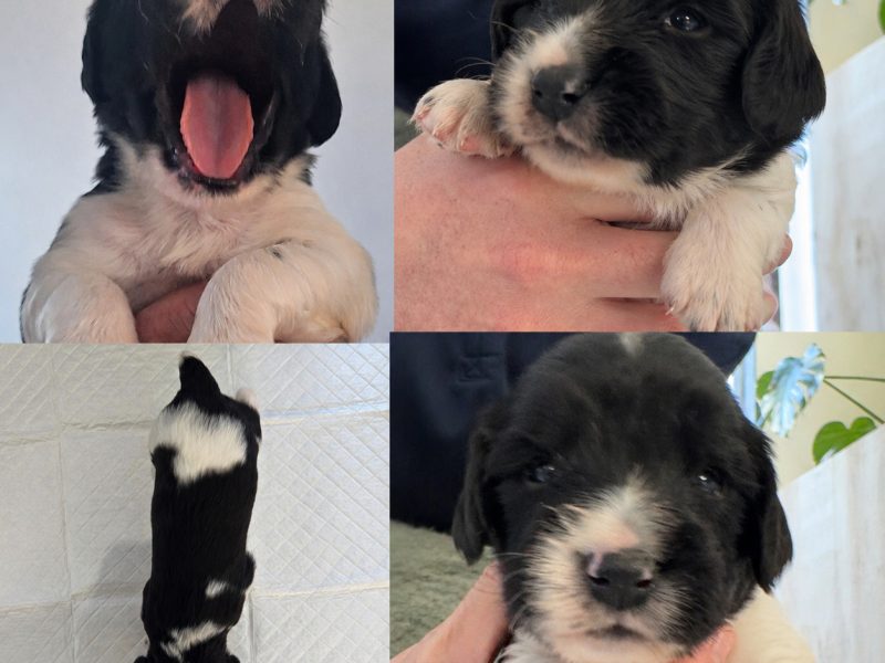 KC English Springer Spaniel puppies - heavily marked - {CATEGORY}