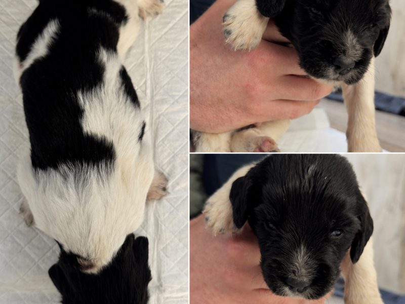 {CATEGORY} - KC English Springer Spaniel puppies - heavily marked in 