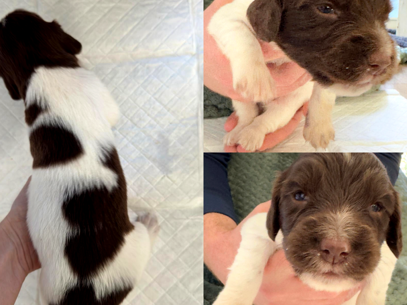 {CATEGORY} - KC English Springer Spaniel puppies - heavily marked