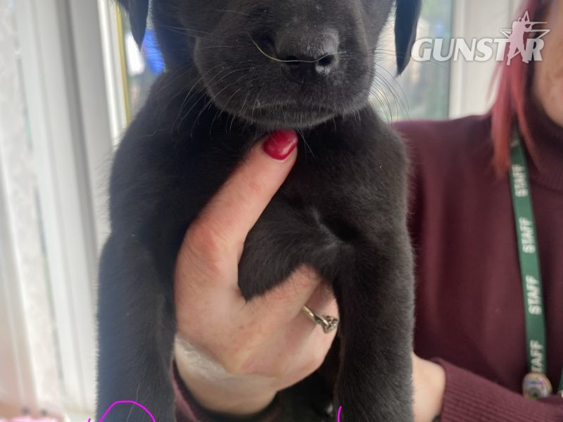 Kc reg working Labrador pups - {CATEGORY} in 