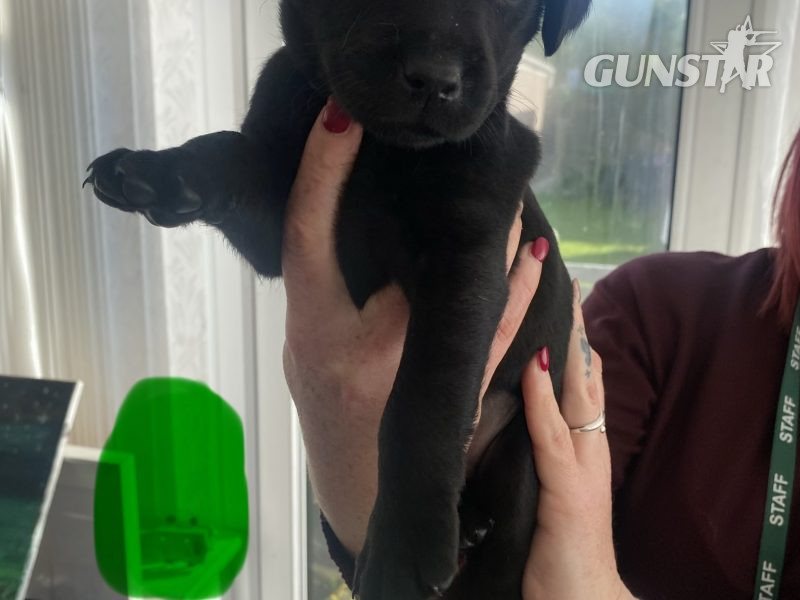  Kc reg working Labrador pups