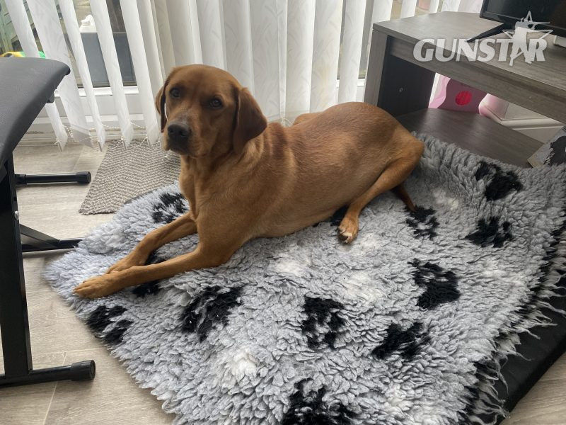 Kc reg working Labrador pups