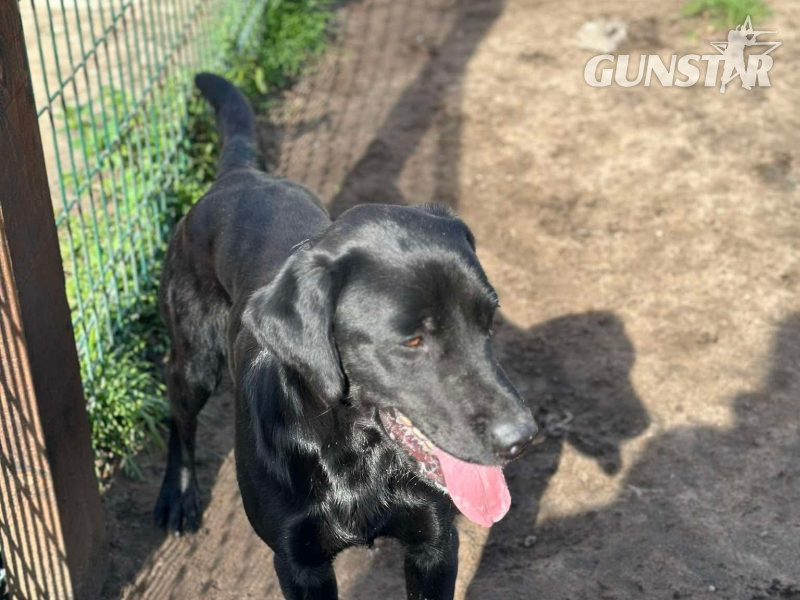 {CATEGORY} - Kc reg working Labrador pups