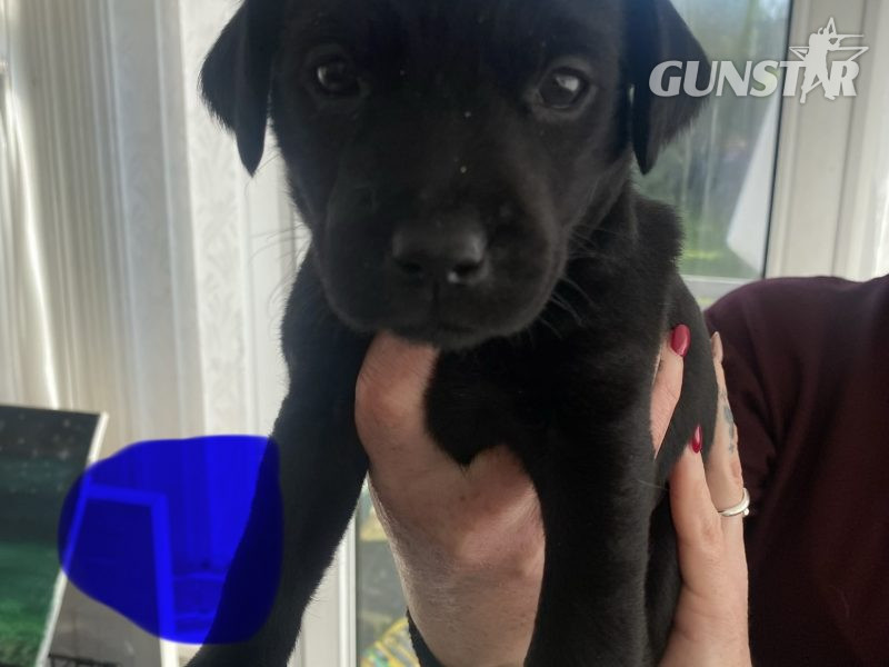 Kc reg working Labrador pups in 