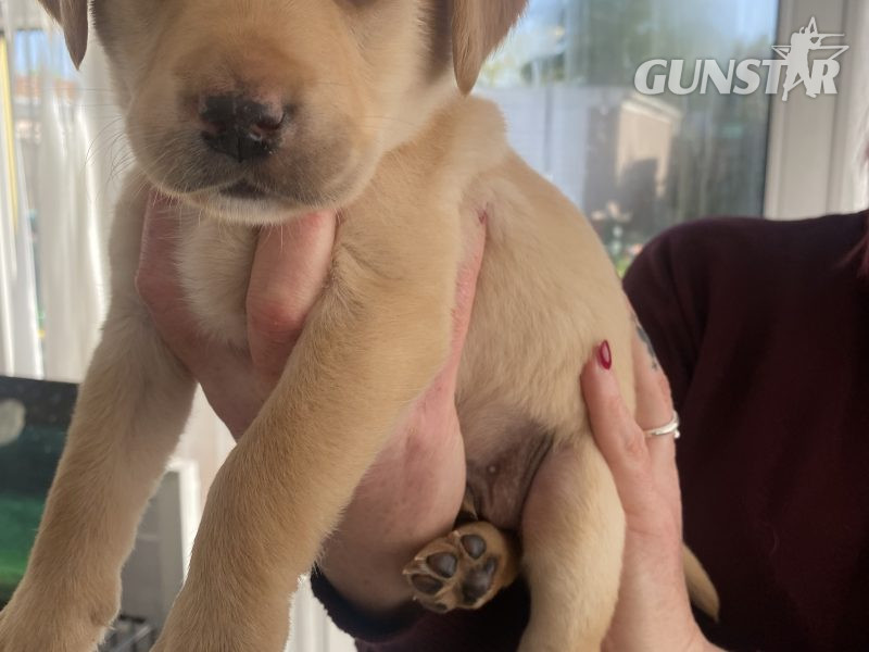 Kc reg working Labrador pups - {CATEGORY}