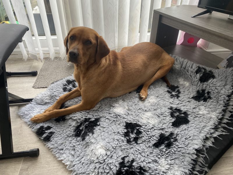 Kc reg working Labrador pups