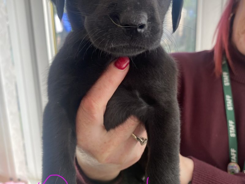 Kc reg working Labrador pups - {CATEGORY} in 