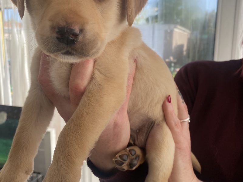 Kc reg working Labrador pups - {CATEGORY}