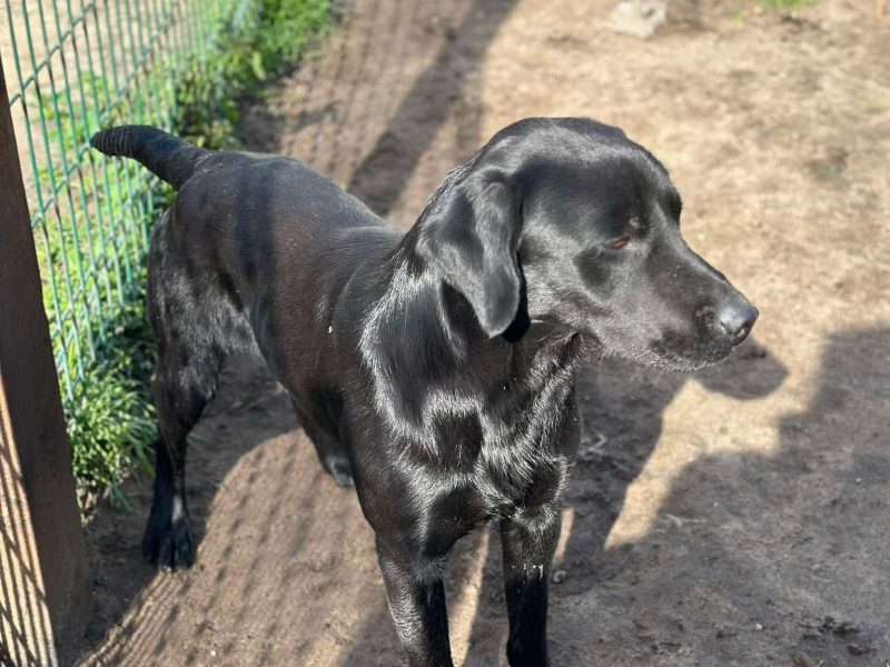 {CATEGORY} - Kc reg working Labrador pups in 