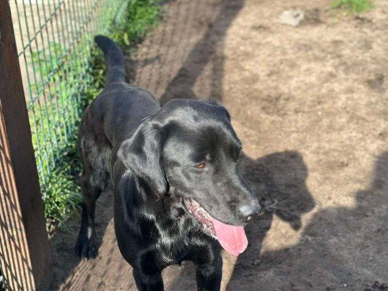 {CATEGORY} - Kc reg working Labrador pups