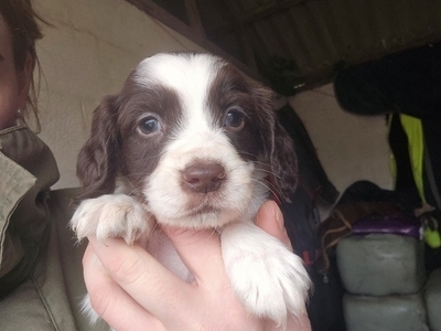 Gorgeous Working Cocker Pups