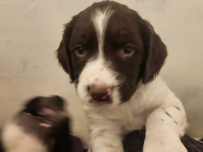 1st Litter Springer Spaniels