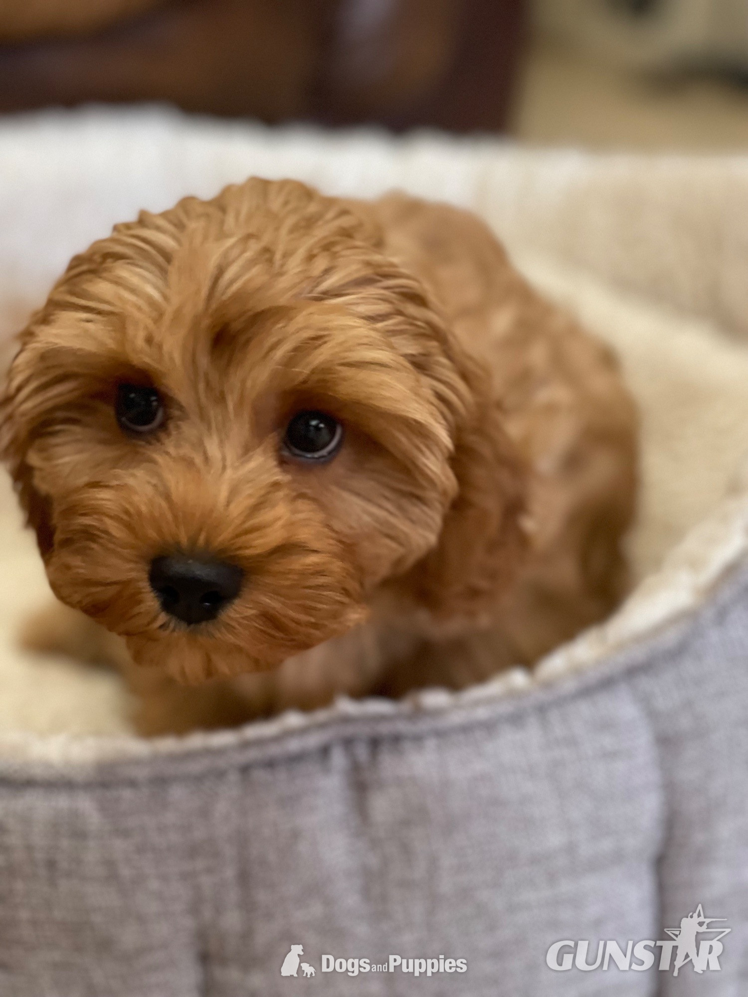Extensively Health tested Cavapoo puppy  in 