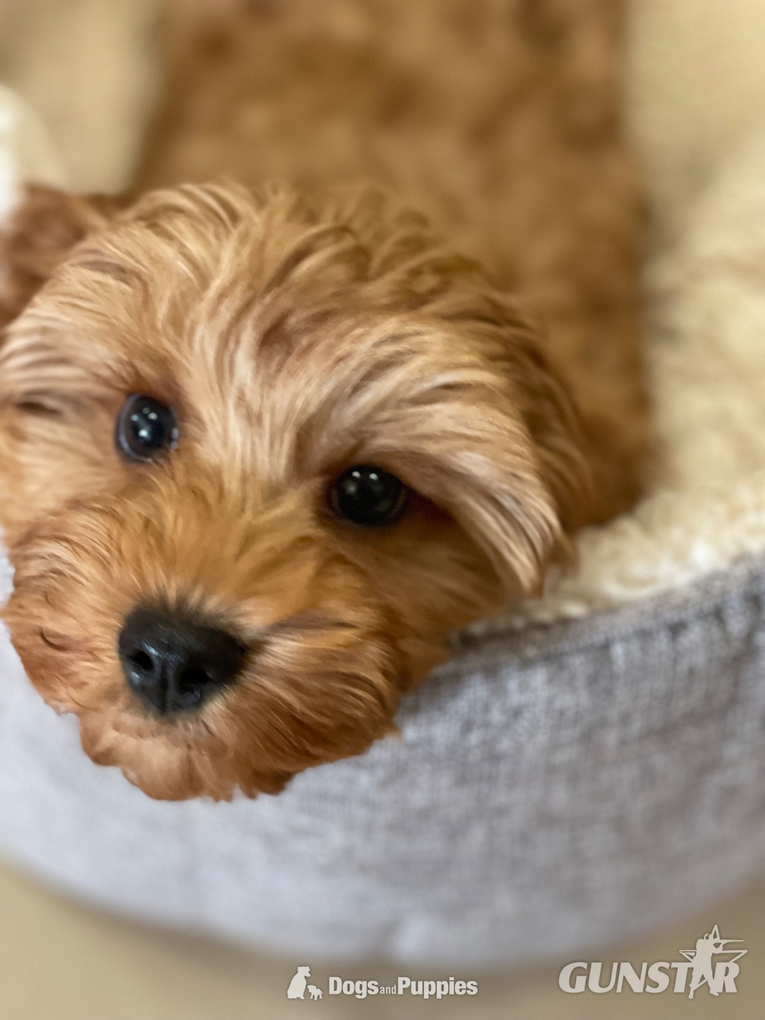 Extensively Health tested Cavapoo puppy 