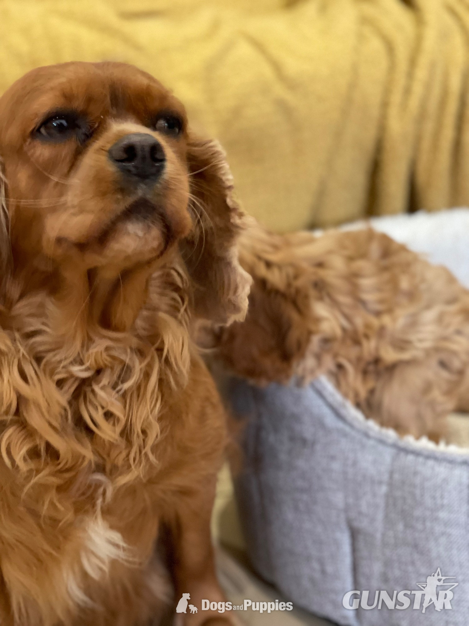  Extensively Health tested Cavapoo puppy 