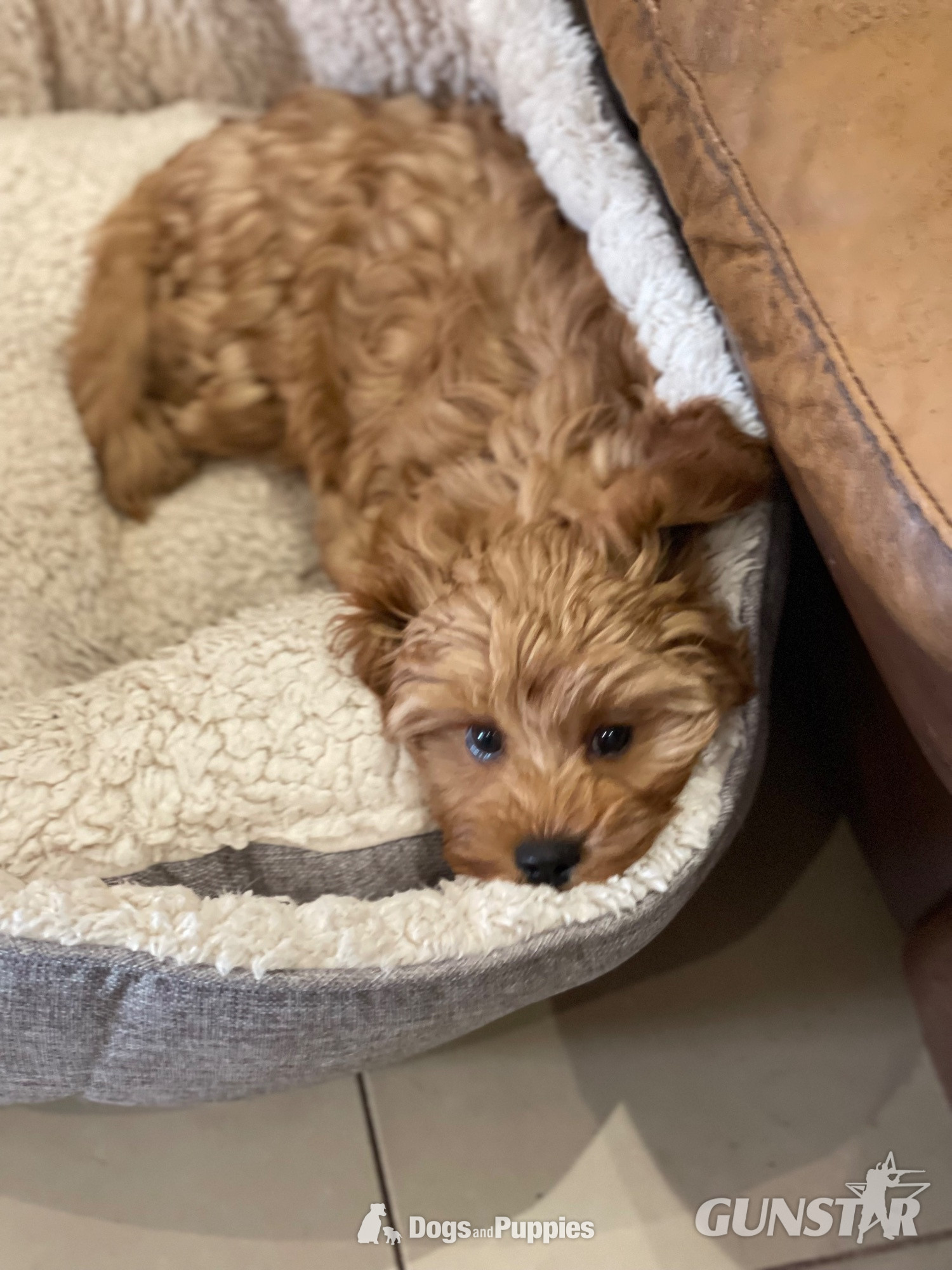 Extensively Health tested Cavapoo puppy  - {CATEGORY} in 