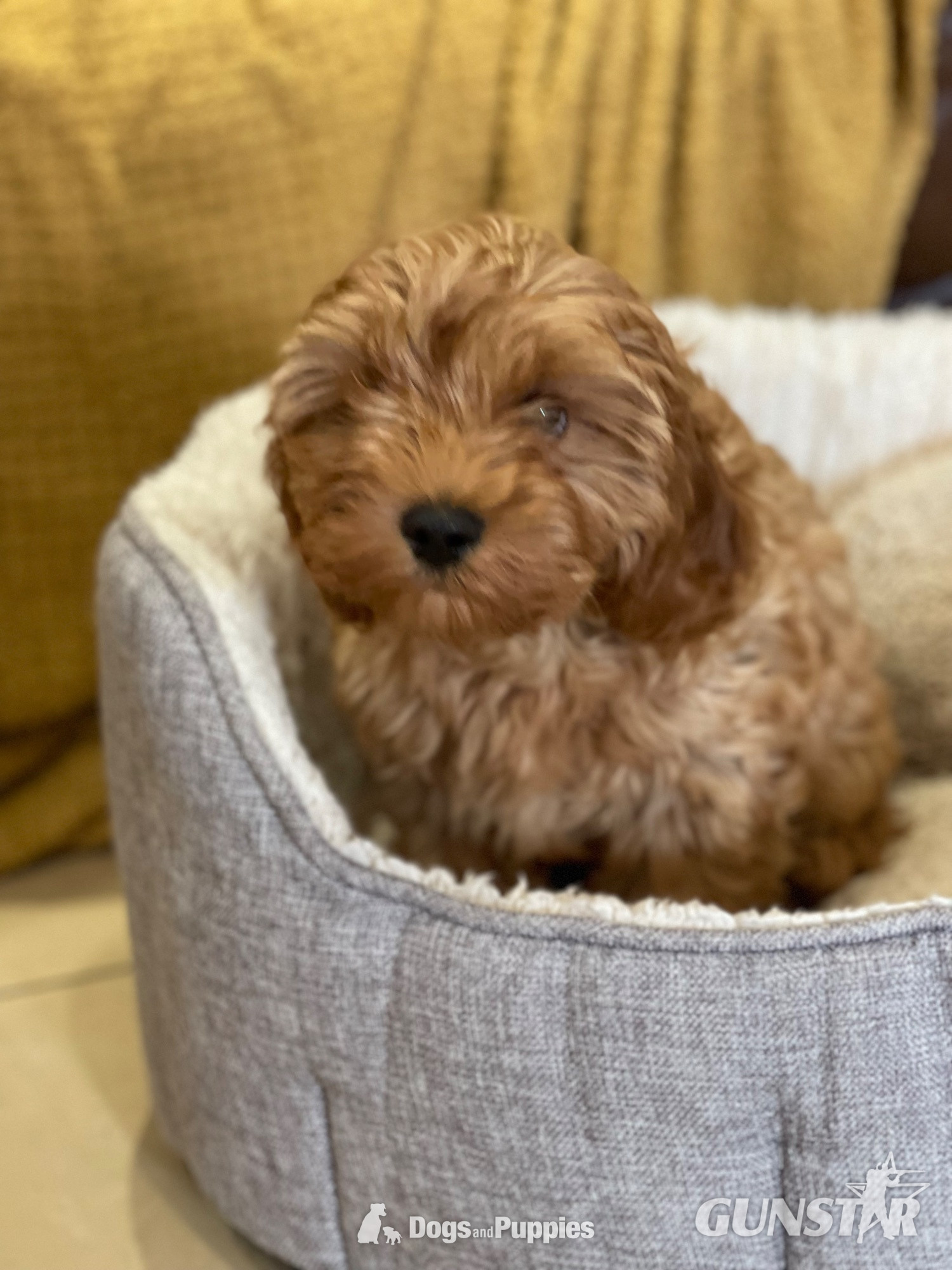 Extensively Health tested Cavapoo puppy  - {CATEGORY}