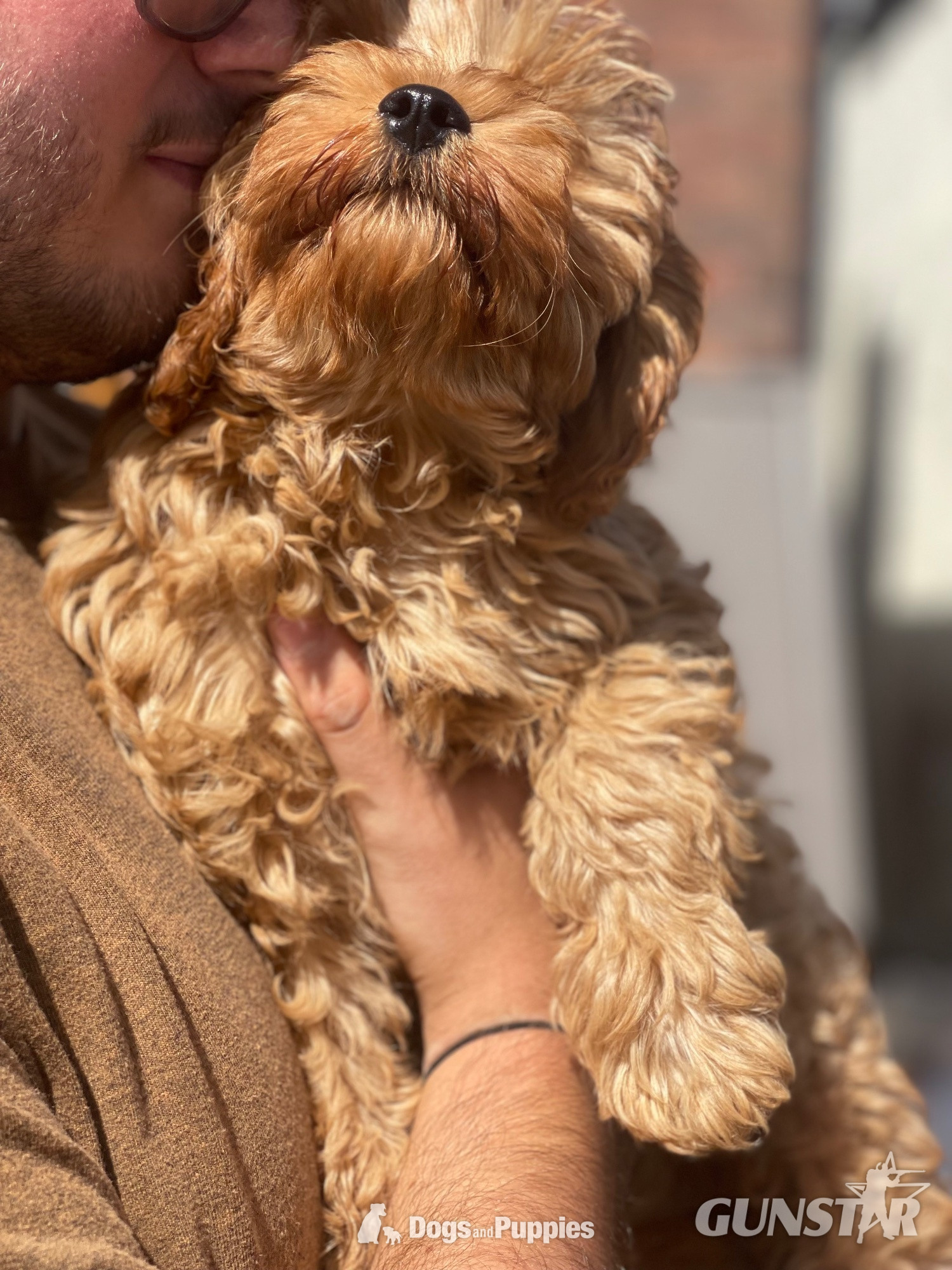 Extensively Health tested Cavapoo puppy  