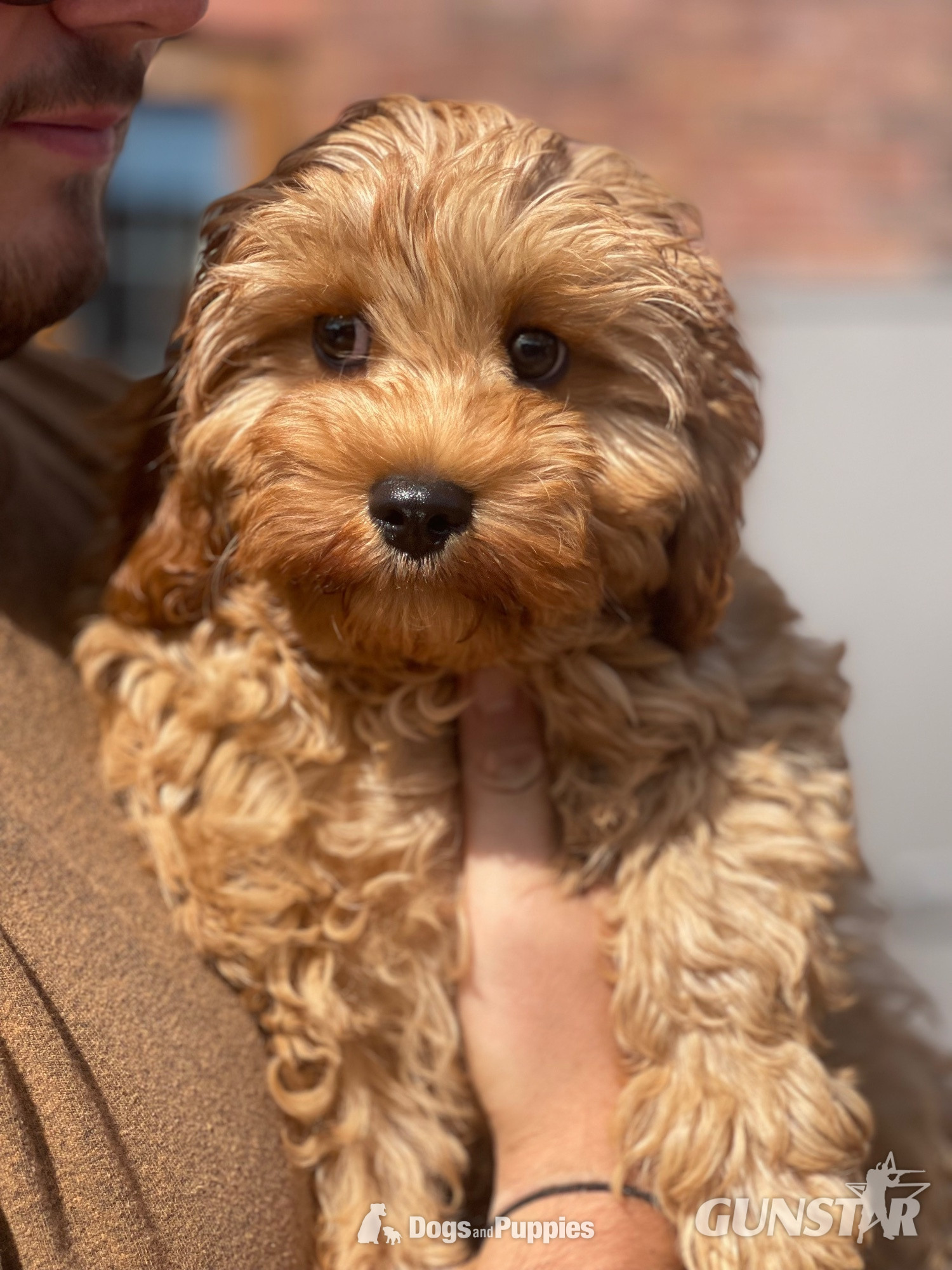 {CATEGORY} - Extensively Health tested Cavapoo puppy  in 