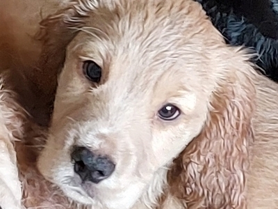Working Cocker Spaniel Pups