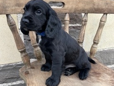 KC Registered Working Cocker Spaniel Puppies