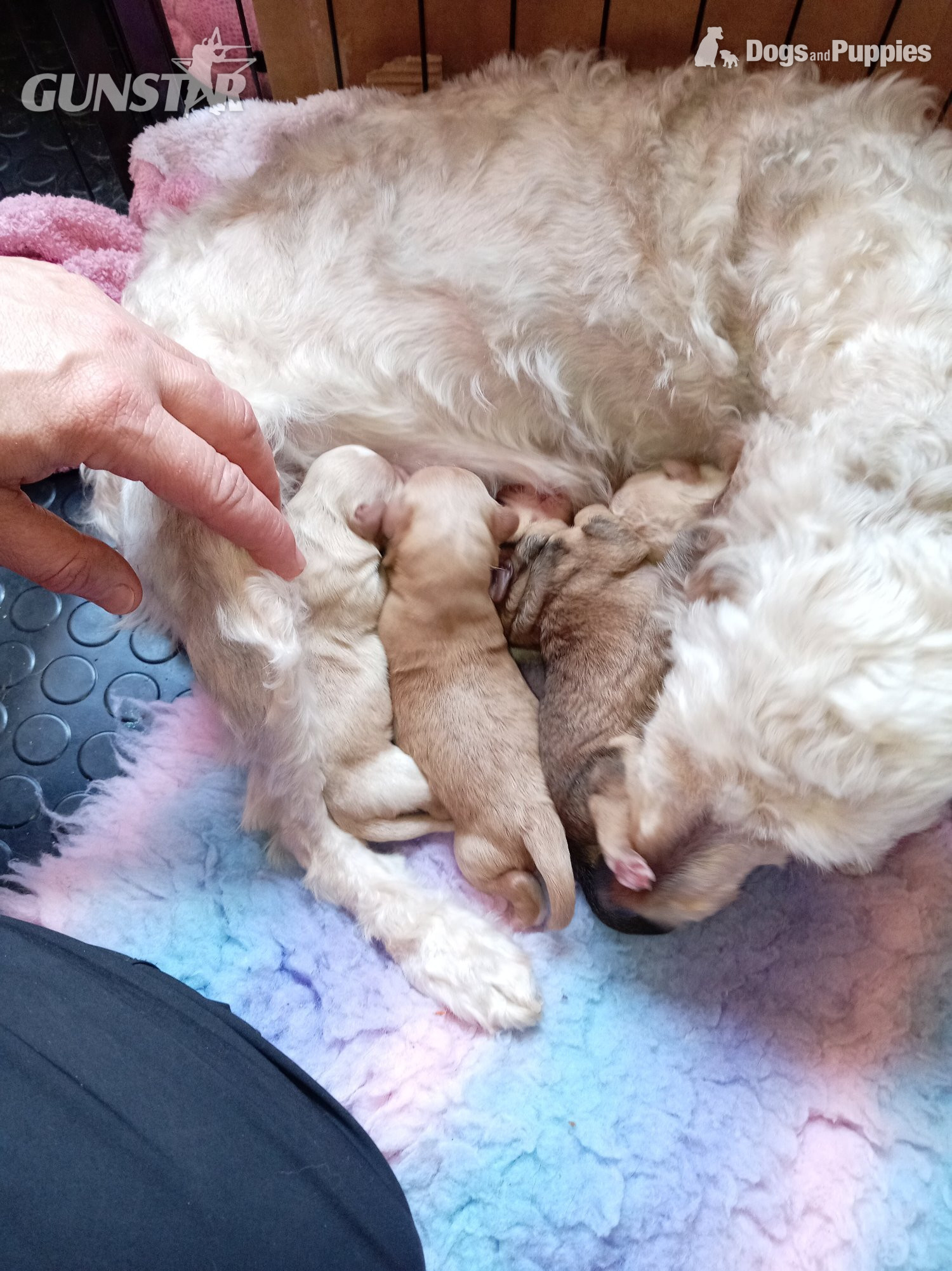 Cockapoo with jack Russell Puppies 
