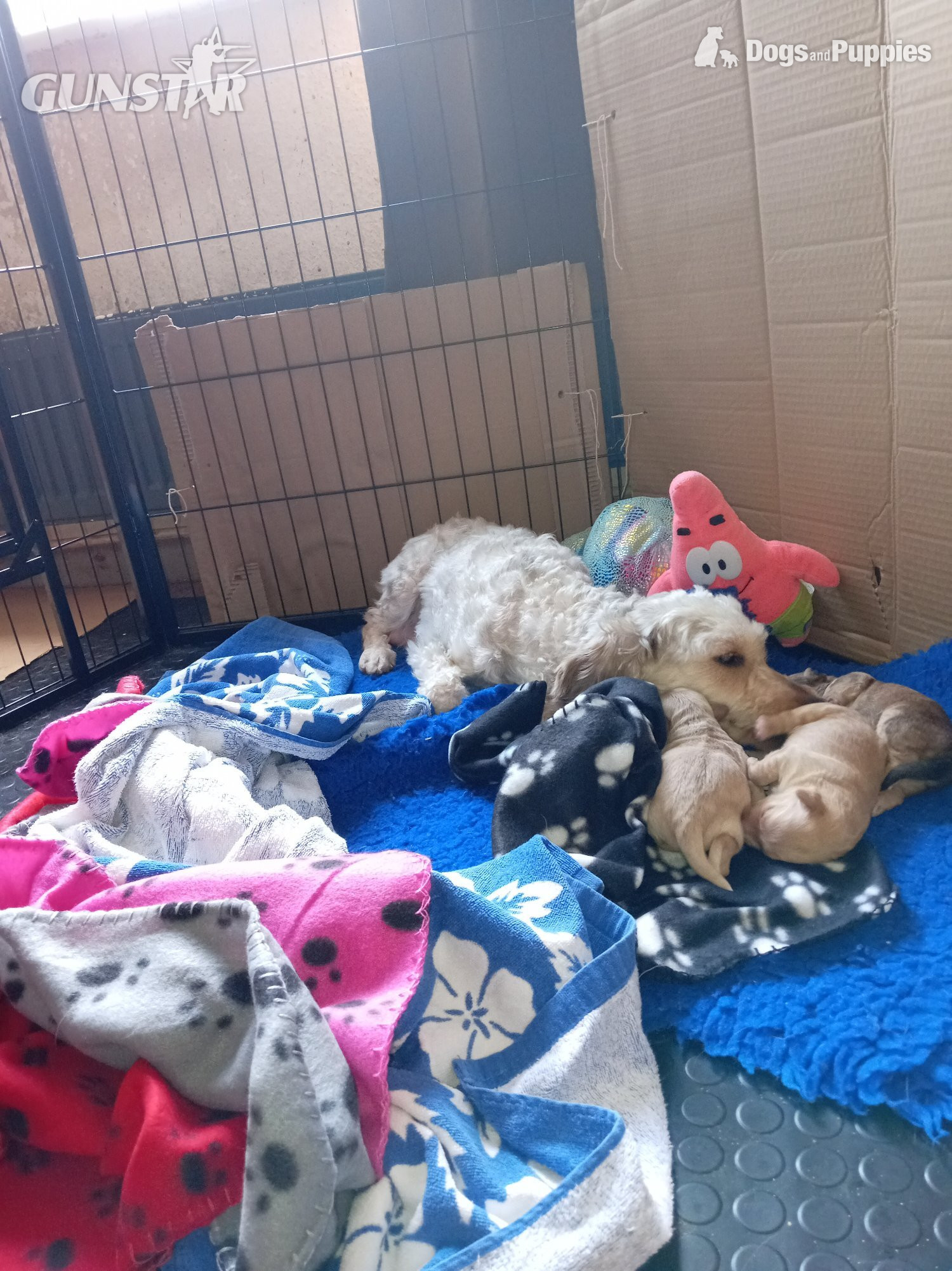  Cockapoo with jack Russell Puppies 