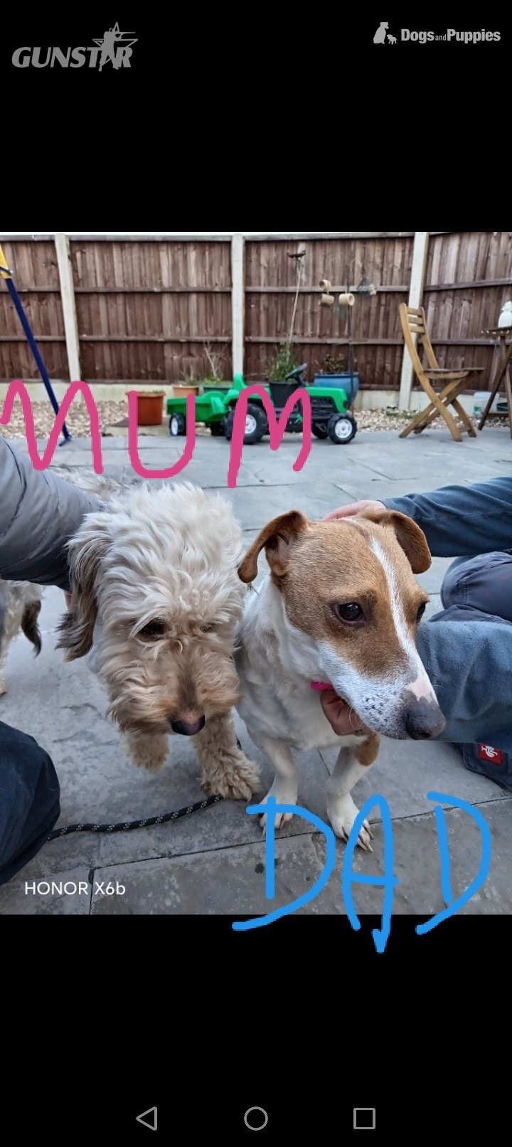 {CATEGORY} - Cockapoo with jack Russell Puppies 