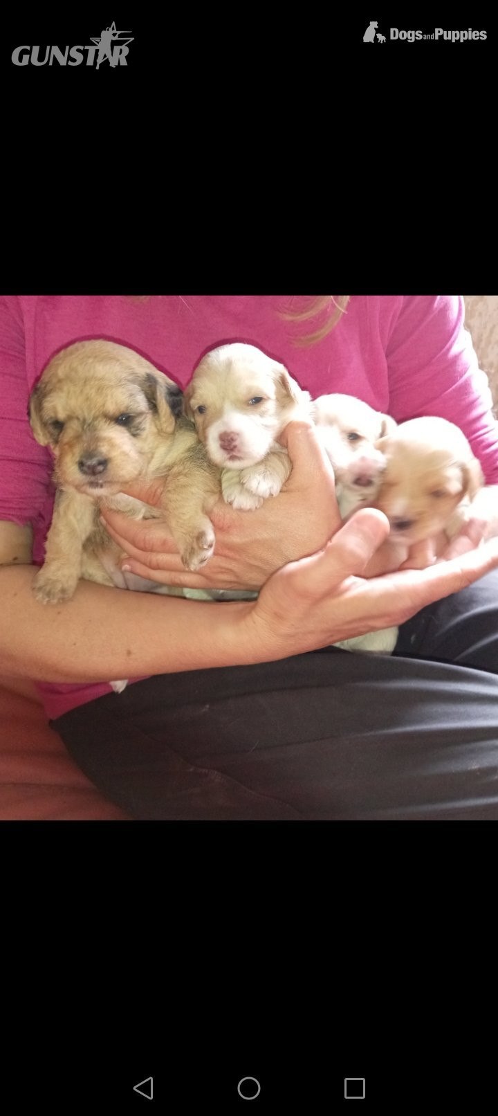 Cockapoo x jack Russell Puppies  