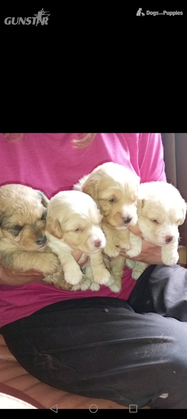 {CATEGORY} - Cockapoo x jack Russell Puppies  in 