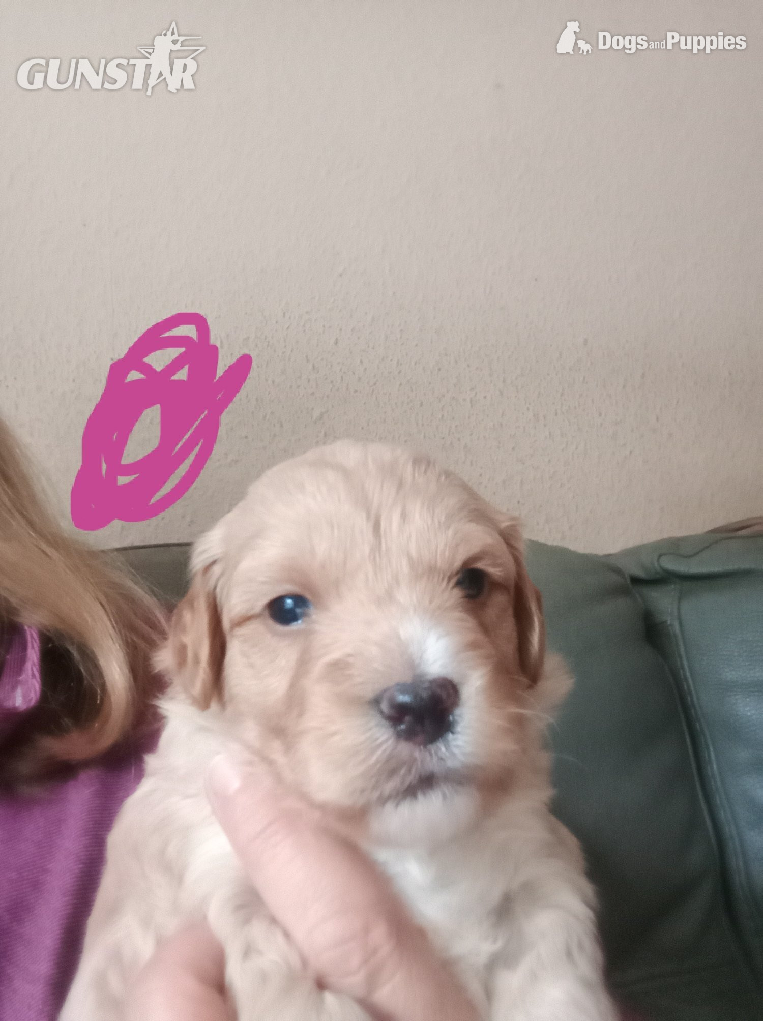 Cockapoo x jack Russell Puppies  in 
