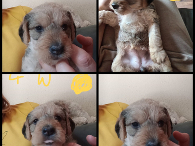 RCockapoo x jack Russell Puppies 